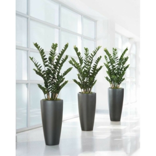 Замиакулькас 60 см