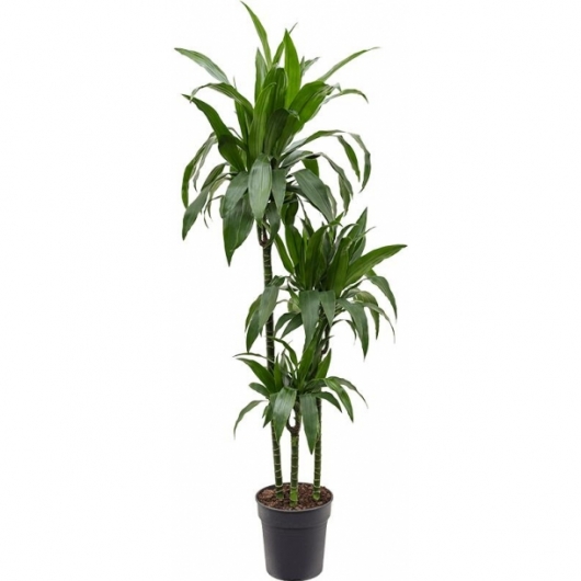 Растение Драцена в аренду